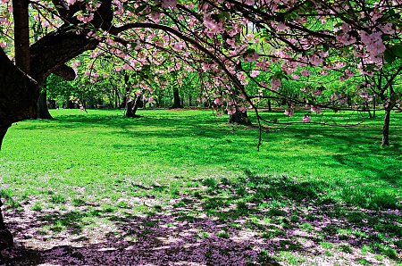 Cerisier-en-fleurs-dans-Central-Park.jpg