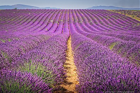 Champs_de_lavande_a_perte_de_vue_-_Valensole.jpg