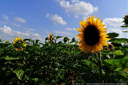 Champs_de_tournesols_-02.jpg