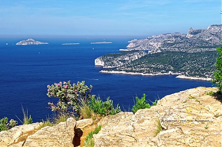 Ciste-cotonneux-en-fleurs-au-bord-des-falaises-Soubeyranes2C-face-a-la-baie-de-Cassis-et-aux-calanques.jpg