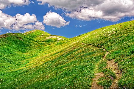 Col_d_Allos-rando-sur-les-cretes-au-milieu-des-prairies_fleuries.jpg