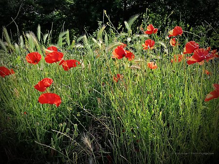 Coquelicots-urbains-a-Vincennes.jpg