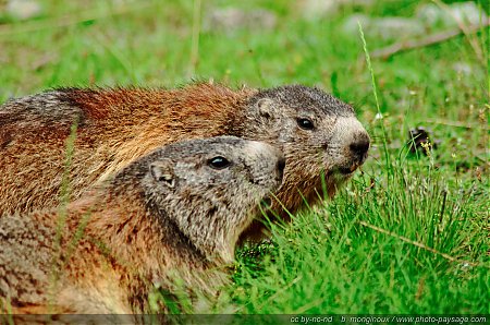 Couple_de_marmottes.jpg