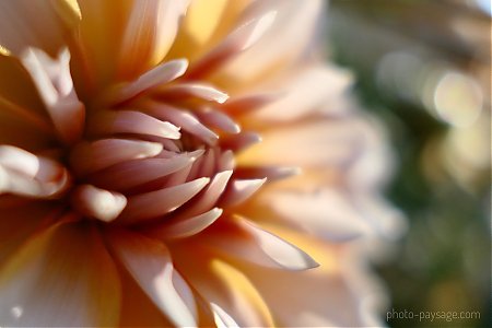 Dahlia_0001.JPG