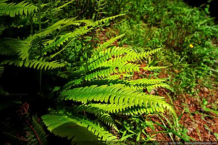 De-jeunes-fougeres-dans-la-foret.jpg