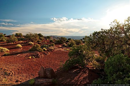 Dead-Horse-Point-une-vegetation-qui-a-su-s-adapter-au-manque-d-eau-et-a-une-chaleur-extreme.jpg