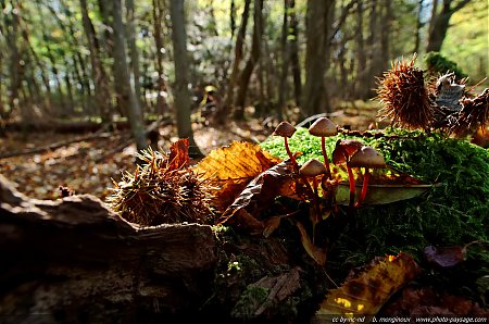 Des-champignons-en-automne-sur-une-souche-d_arbre.jpg