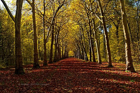 Des-platantes-alignes-le-long-d_une-allee.jpg