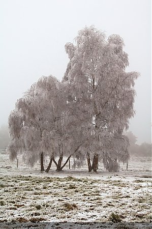 Des_arbres_entierement_recouverts_par_le_givre.jpg