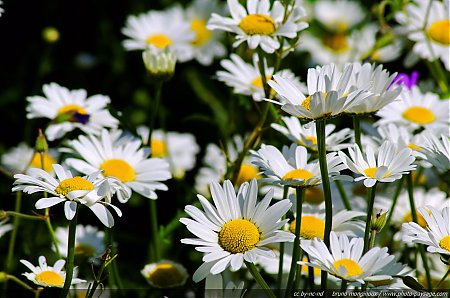 Des_marguerites_au_printemps.jpg