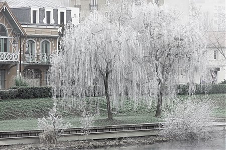 Deux-saules-pleureurs-recouverts-de-givre.jpg