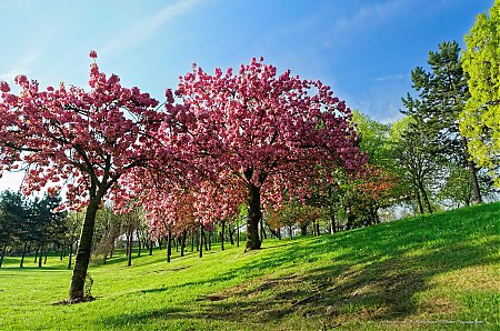 Deux-superbes-cerisiers-en-fleurs.jpg