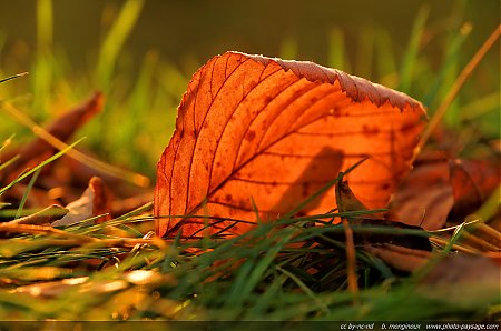 Feuille-morte-sur-de-l_herbe-dans-la-lumiere-du-soleil-couchant.jpg