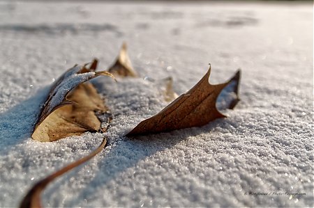 Feuille_morte_dans_la_neige.jpg