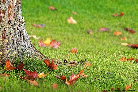 Feuilles-mortes-au-pied-d_un-platane.jpg