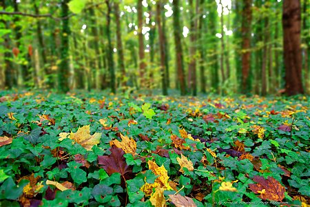 Feuilles-mortes-en-automne-sur-un-sol-recouvert-de-lierre.jpg