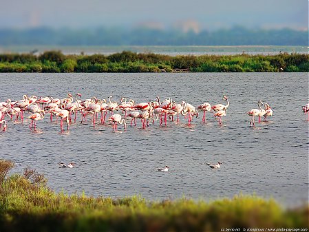 Flamands_roses-2.JPG