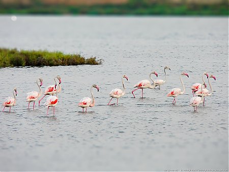 Flamands_roses.JPG