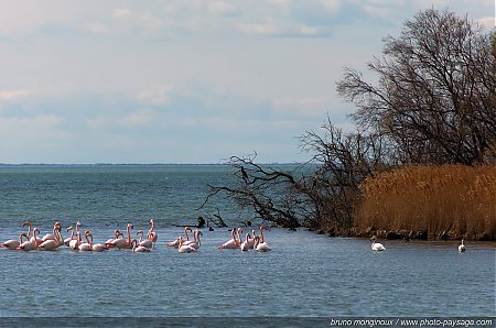 Flamants_roses_en_camargue_-01.JPG