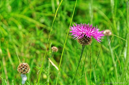 Fleur-de-montagne-dans-le-Vercors.jpg