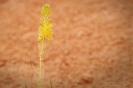 Fleur-du-desert-dans-Monument-Valley.jpg