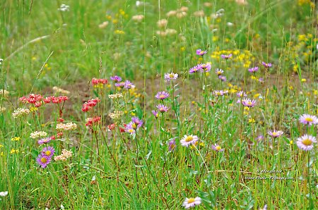 Fleurs-dans-une-prairie-de-Yellowstone.jpg