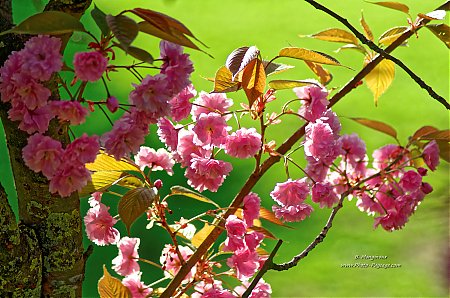 Fleurs-de-cerisier-au-printemps.jpg