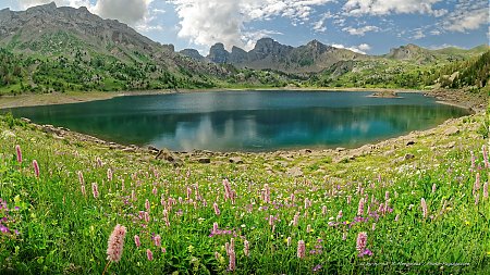 Fleurs-de-montagne-au-bord-du-lac-d_Allos.jpg