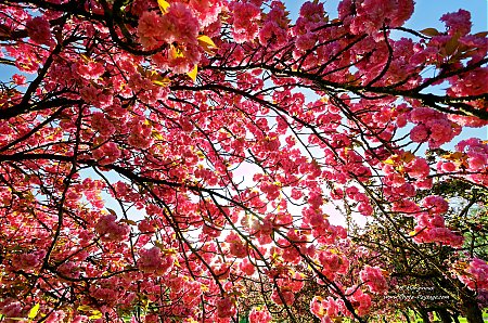 Fleurs-de-printemps---sous-un-cerisier.jpg