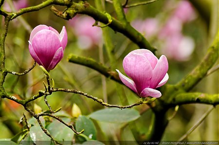 Fleurs_de_magnolia_au_printemps_-_1.jpg