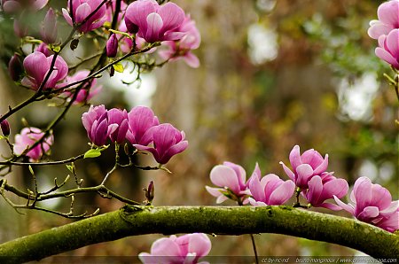 Fleurs_de_magnolia_au_printemps_-_2.jpg