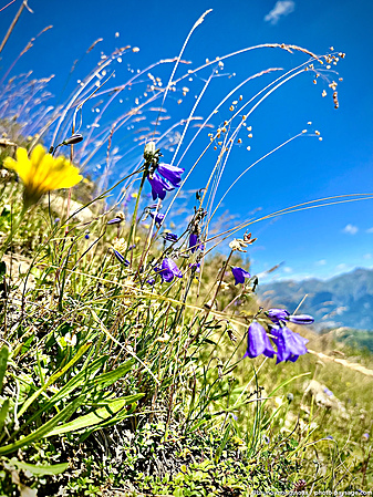 Fleurs_montagne-IMG_6261.jpeg