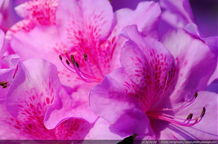 Fleurs_roses_de_rhododendrons.jpg