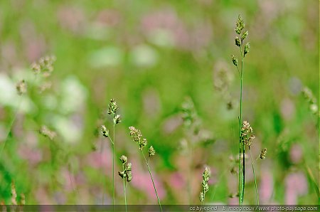 Flore_alpine.jpg