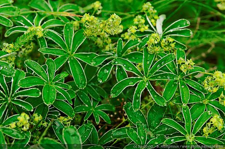 Flore_alpine_arrosee_par_une_petite_pluie_d_ete.jpg