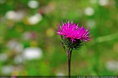 Flore_des_prairies_alpines_-_01.jpg