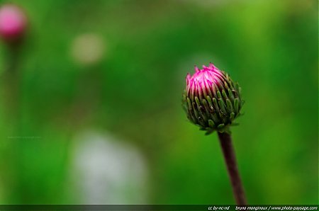 Flore_des_prairies_alpines_-_02.jpg