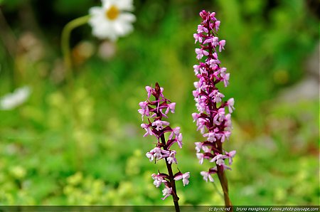 Flore_des_prairies_alpines_-_03.jpg