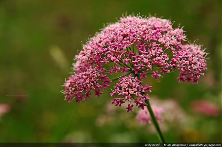 Flore_des_prairies_alpines_-_08.jpg