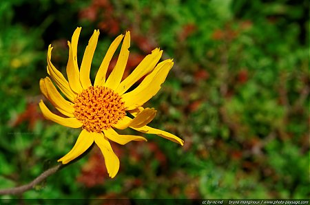 Flore_des_prairies_alpines_-_11.jpg