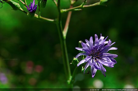 Flore_des_prairies_alpines_-_14.jpg