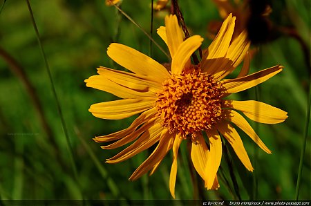 Flore_des_prairies_alpines_-_15.jpg