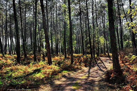 Foret-dans-les-Landes.jpg