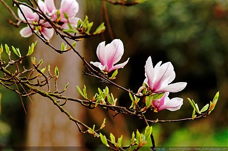 Gouttes_de_pluie_printaniere_sur_les_petales_des_fleurs_d_un_magnolia_-_01.jpg