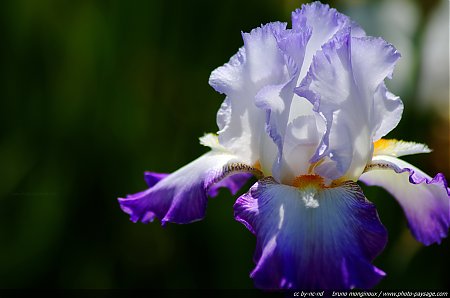 Iris_mauve_et_blanc.jpg