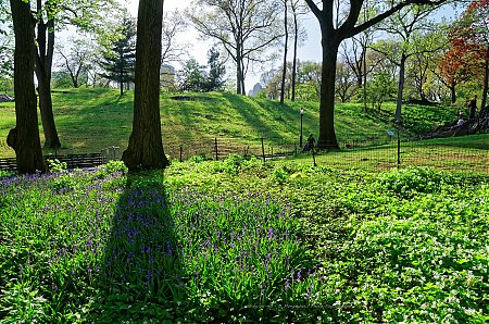 Jacinthes-au-bord-d_une-allee-de-Central-Park.jpg