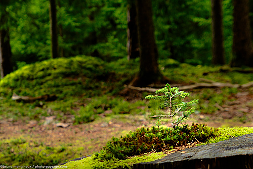 Nom du fichier=Jeune-arbuste-souche-arbre-1080937.jpeg
Taille du fichier=4340Ko
Dimensions : 3910x2627
Ajouté le : 22 Août 2025 Nom du fichier=Jeune-arbuste-souche-arbre-1080937.jpeg
Taille du fichier=4340Ko
Dimensions : 3910x2627
Ajouté le : 22 Août 2025