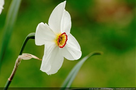 Jonquilles_blanches_printanieres_-03.jpg