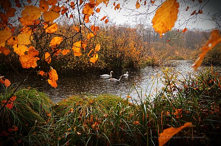 Jour_d_automne_sous_la_pluie_-04.jpg