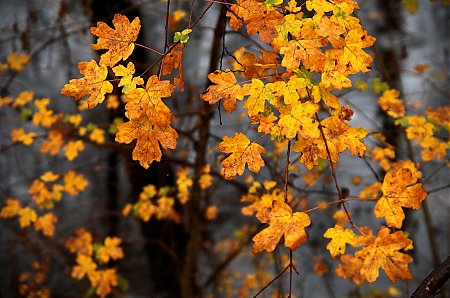 Jour_d_automne_sous_la_pluie_-11.jpg